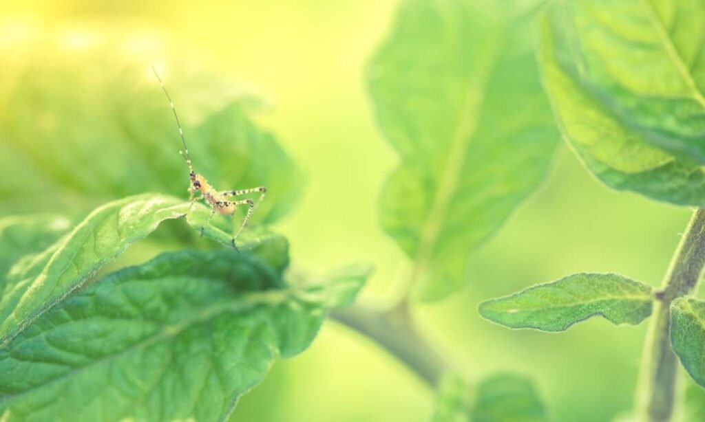 Dreams About Insects