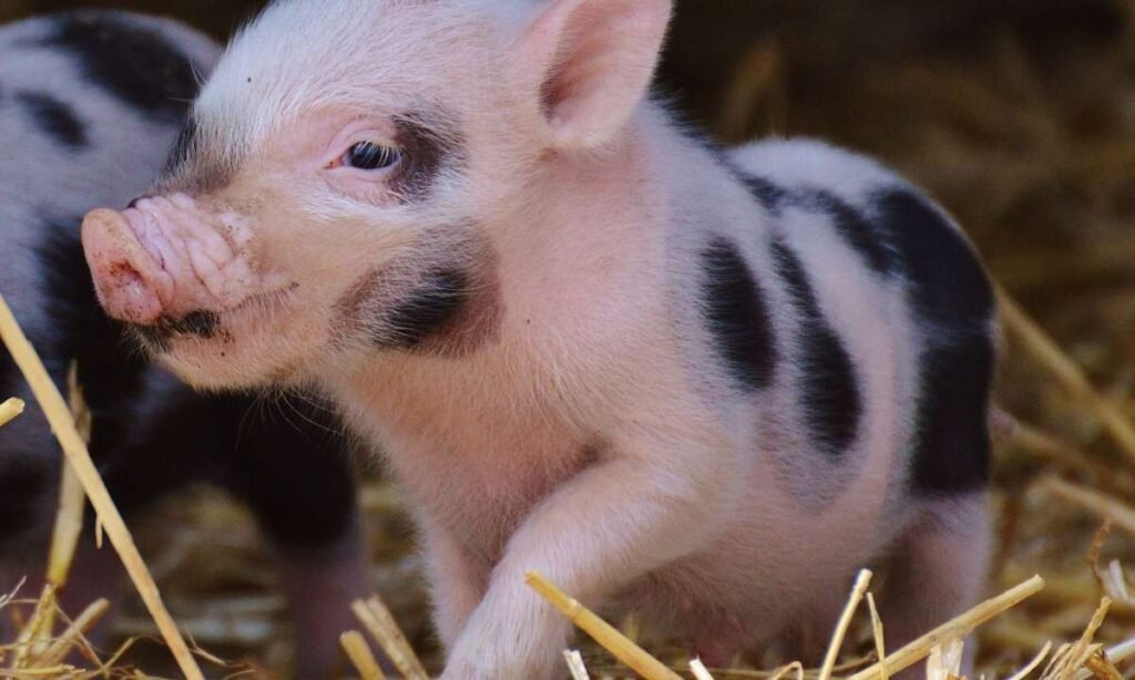 Dream About Pigs in Biblical Meaning