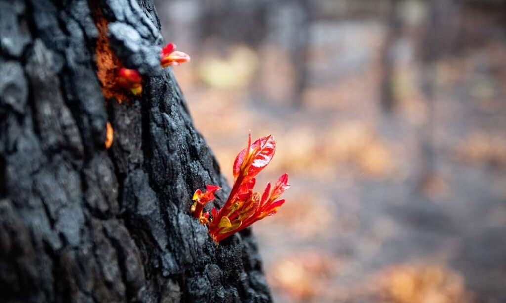 This image can be placed towards the middle or end of the blog post, perhaps after the section that discusses the phoenix rising symbolism and the conclusion. It would visually reinforce the idea of renewal and transformation associated with fire dreams.