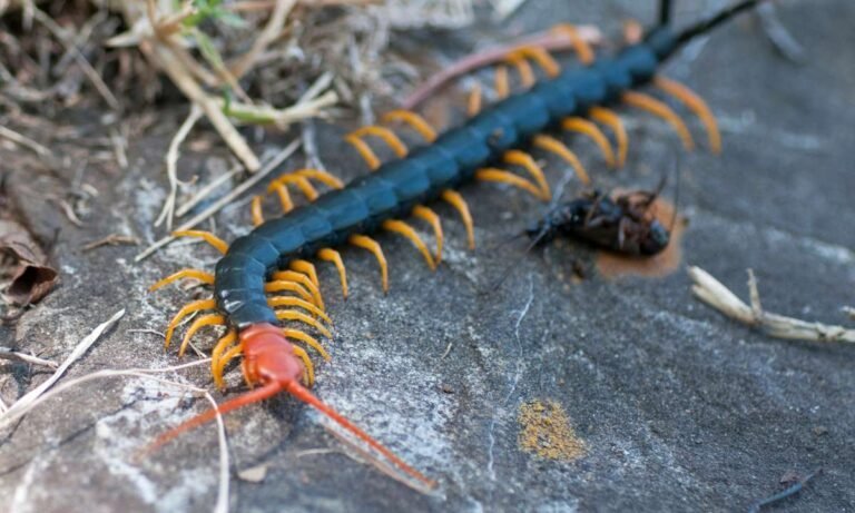 why-we-dreams-about-centipedes-4-symbolic-messages