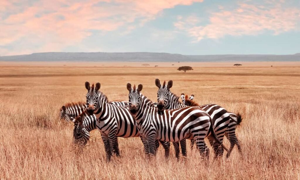 This image can be placed towards the middle or end of the blog post, perhaps after the section that discusses "Zebra Crossing: Navigating Life's Challenges." It would visually reinforce the concept of using zebra symbolism to navigate life's challenges and provide a visual break before the conclusion section.