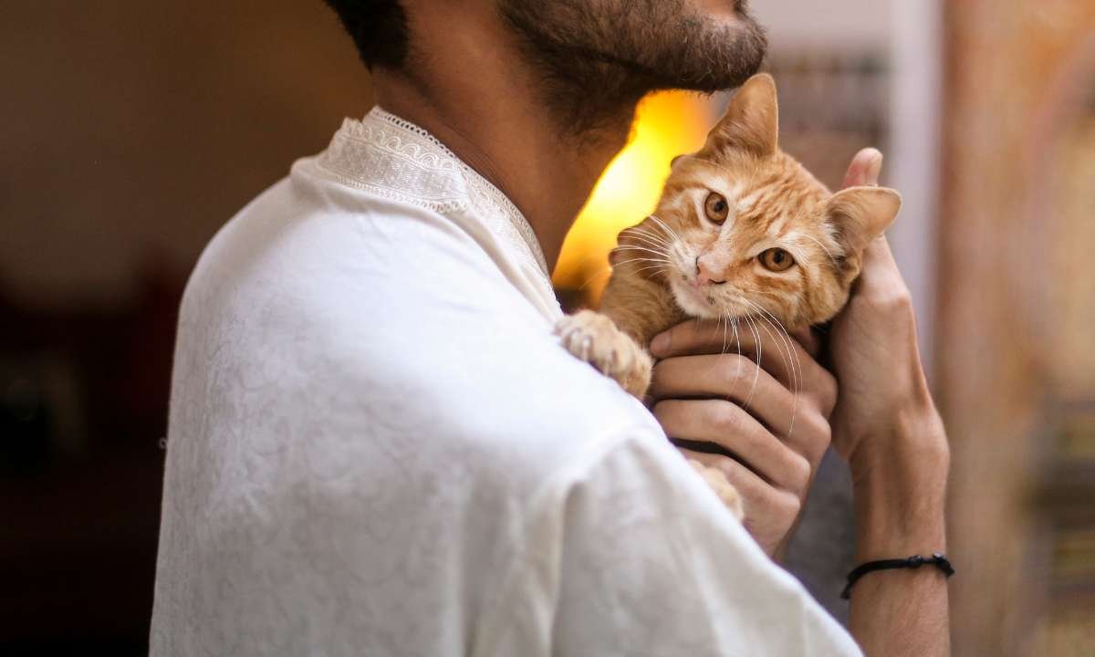 Dreams About Cats In Islam (5 Surprising Benefits)