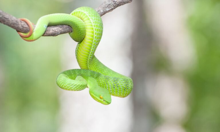 dream about green snake