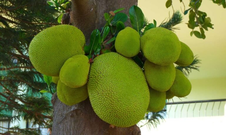 dream about jackfruit