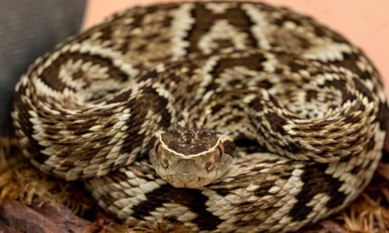 A Journey into Your Subconscious: Dream About Snakes In House