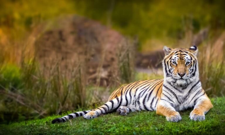 Unlocking The Secrets Of Your Dream About Tiger