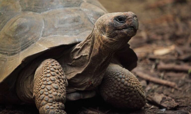 What Does Dream About Tortoise Say About Your Life Path?