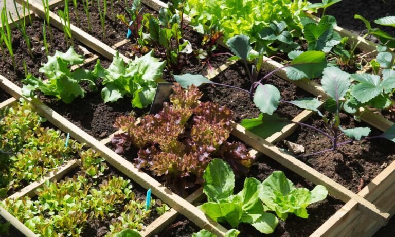 Dream About Vegetable Garden
