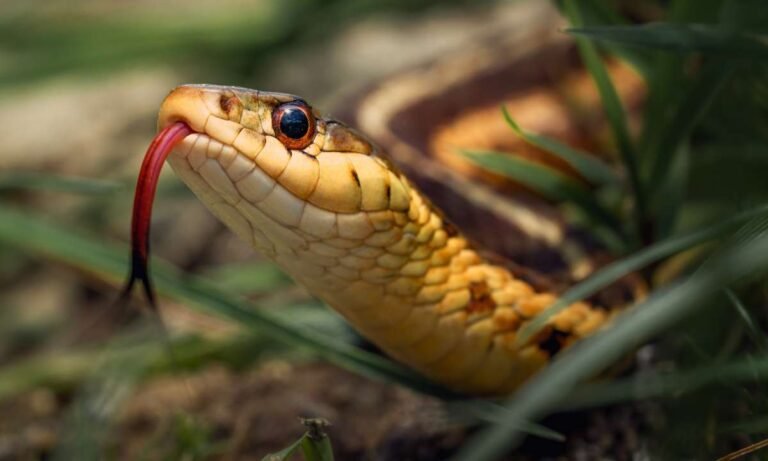 Decoding The Slithery Symbols: Dream About Venomous Snakes