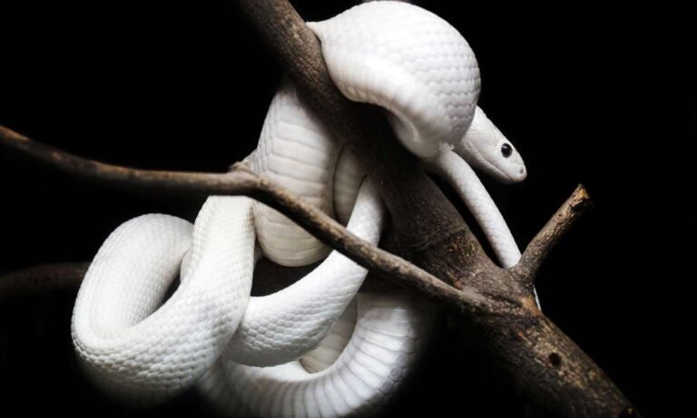 Dream About White Snake