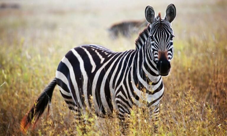 Unlocking The Stripes: Decoding Your Dream About Zebra