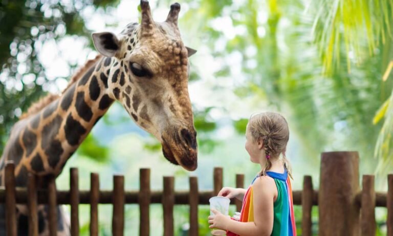 5 Reasons Why You Dream About Zoo