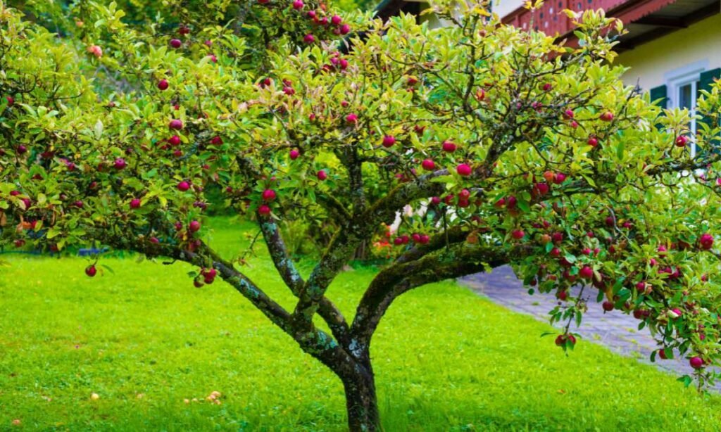 Dream About Fruit Trees