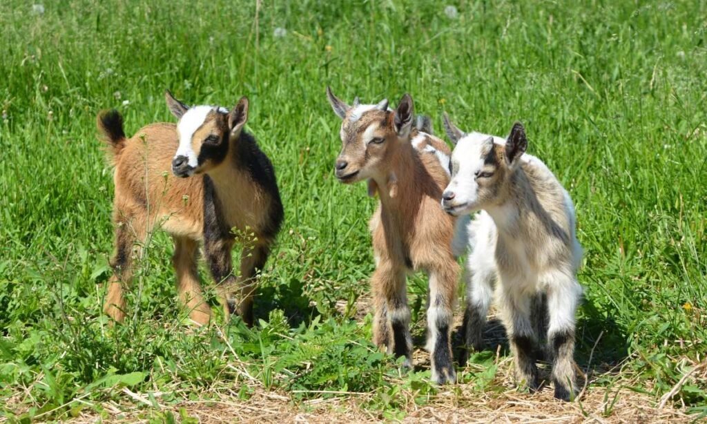 Dream About Goats