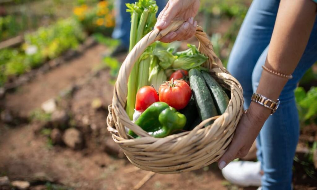 Dream About Vegetable Garden