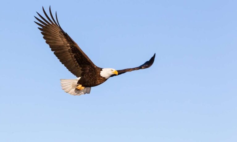 dream about eagle: what does that mean?