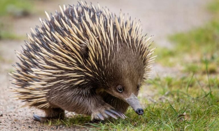 Discovering the Secrets of dream about echidna