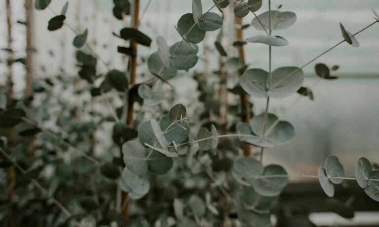 Beyond The Scent: Dream About Eucalyptus
