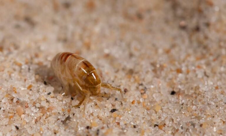Beyond the Bite: dream about fleas