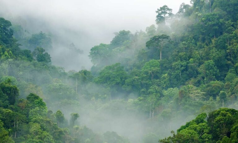 Unraveling The Mystery Of Dream About Fog