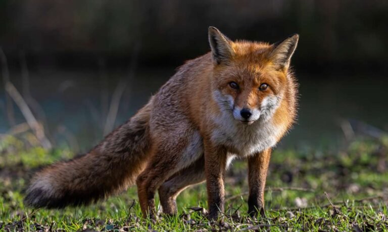 What your dream about fox means?