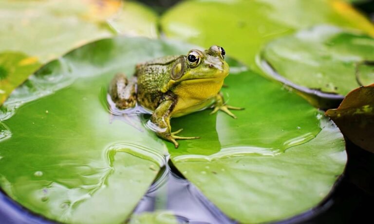 The Mysteries Behind Dream About Frogs