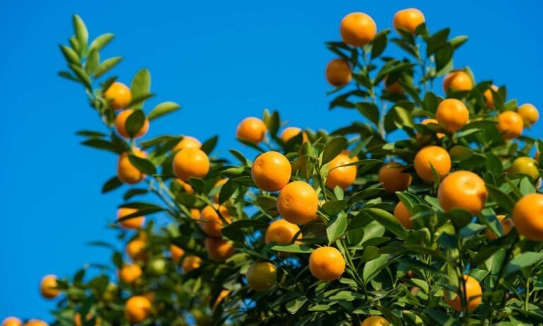 Beyond Ripe Fruits: Dream About Fruit Trees