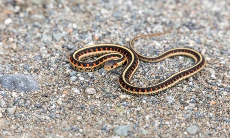 Garter Snake Dreams (8 Messages Your Subconscious Is Sending You)