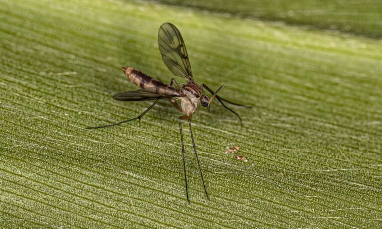 Beyond Bug Bites: Dream About Gnats