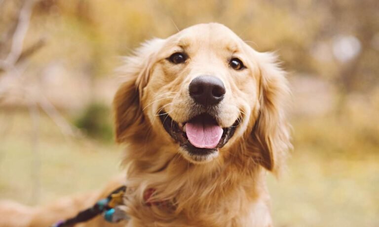 The Hidden Meanings Of Dream About Golden Retriever