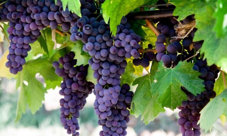 dream about grapes