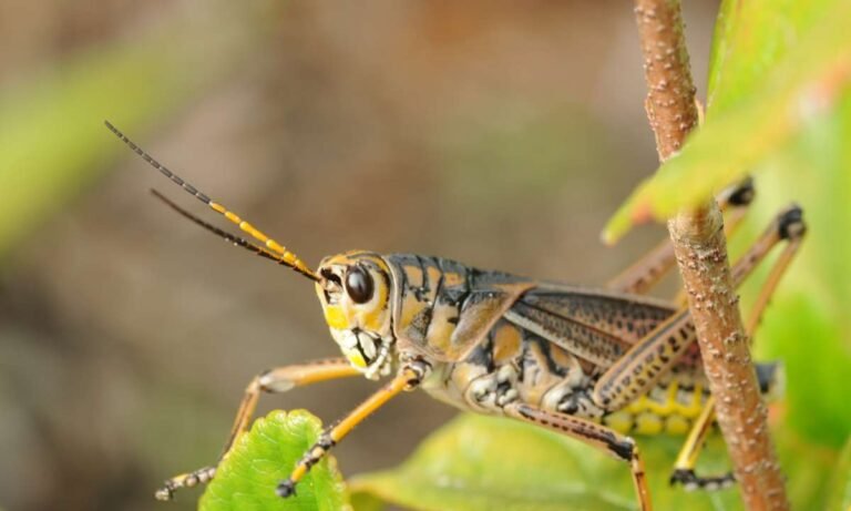 Understanding Dream About Grasshopper