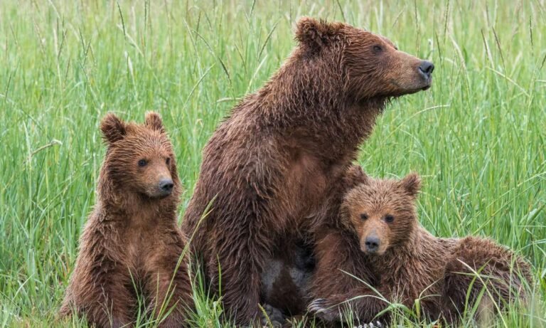 Discovering Dream About Grizzly Bear