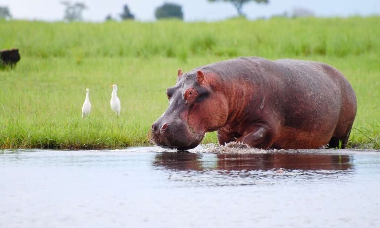 Beyond the Watering Hole: Dream About Hippopotamus
