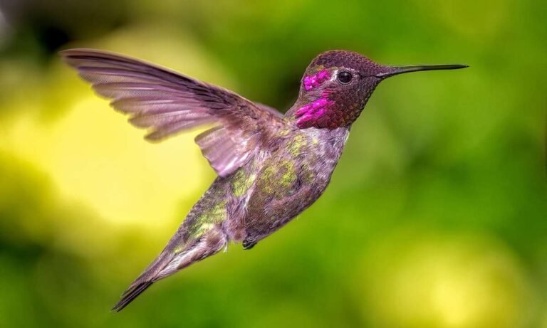 Cracking big massages: Dream About Hummingbirds
