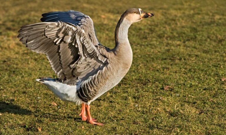 dream about hybrid animals