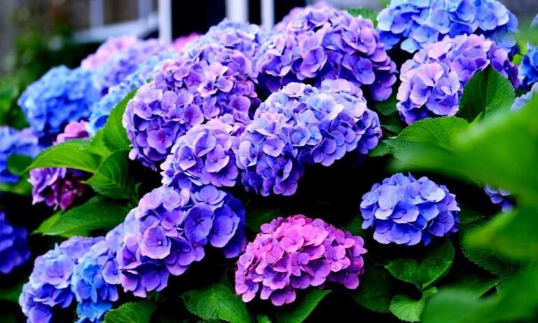 dream about hydrangeas