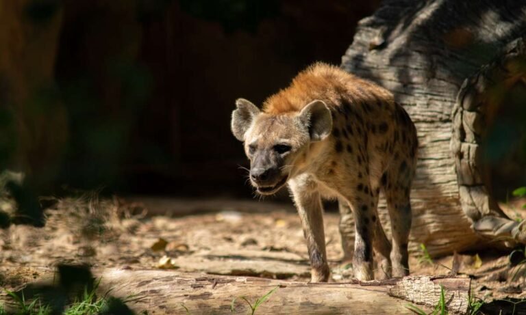 Unveiling the Messages Behind dream about hyena