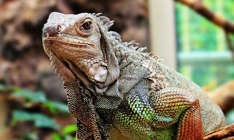 dream about iguana