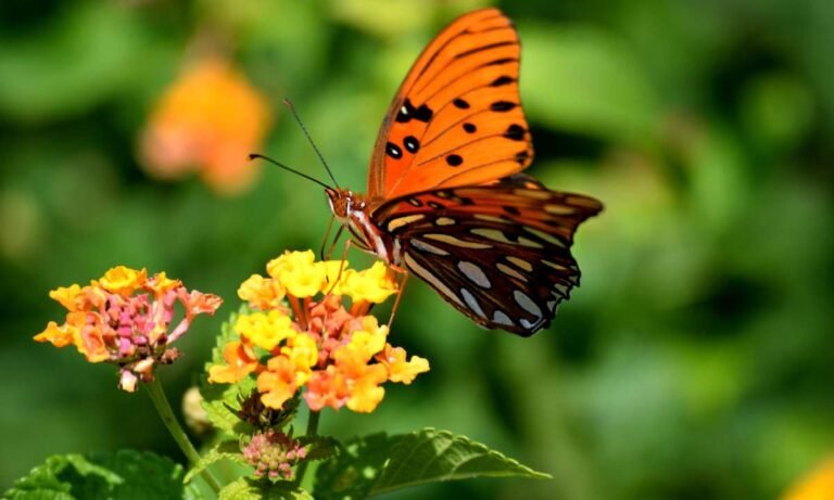 Beyond the Buzz: Dream About Insects