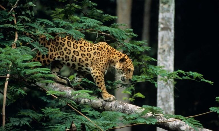 Dream About Jaguar