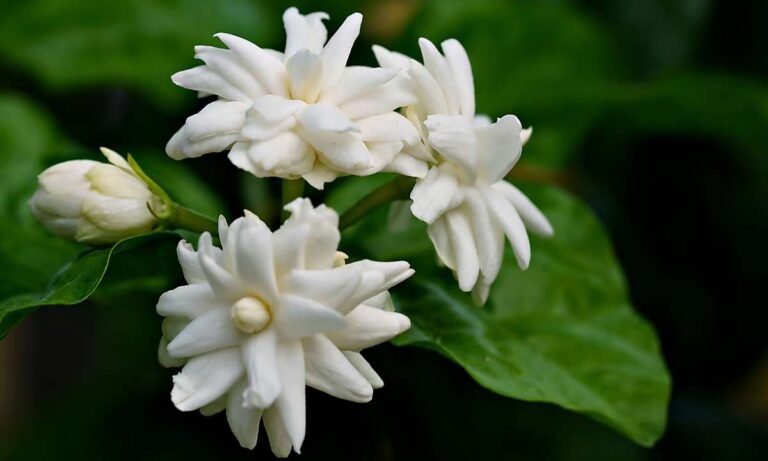 Dream About Jasmine Flower