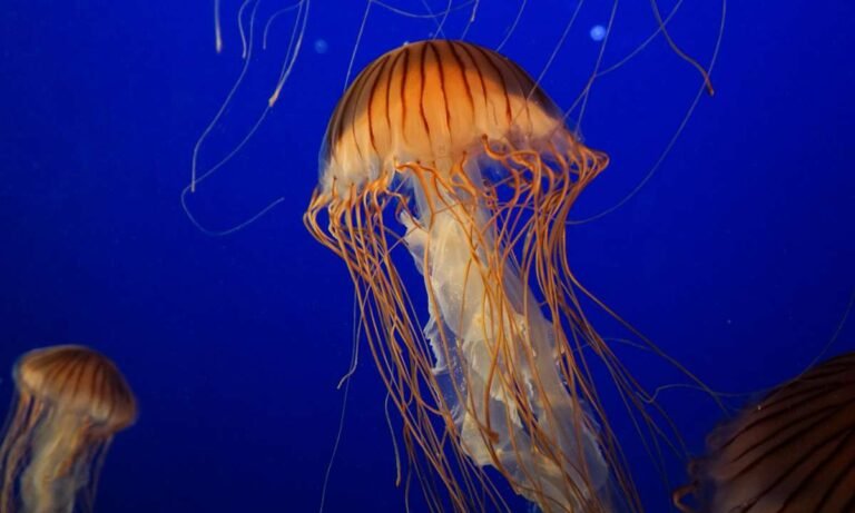 Dream About Jellyfish