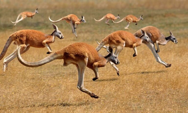 Dream About Kangaroo
