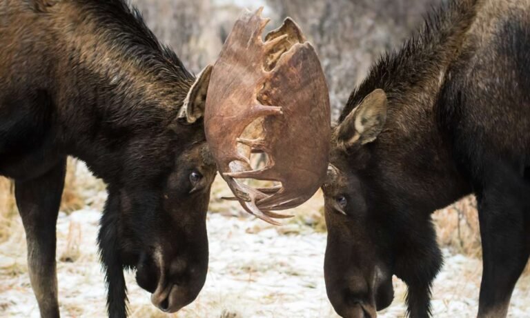 Dream About Moose Attack: What They Really Mean