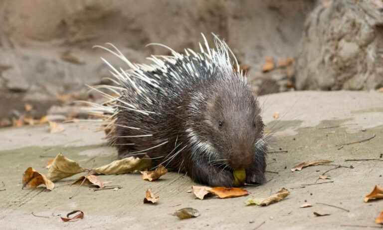 Dream About Removing Porcupine Quills? Decode It Now