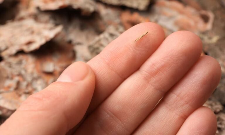 dream about removing thorns