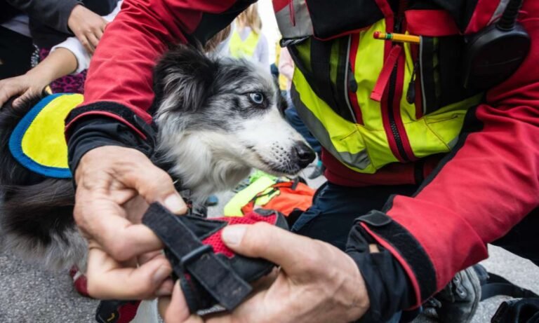 Dream About Rescuing A Dog: More Than Just A Wagging Tail