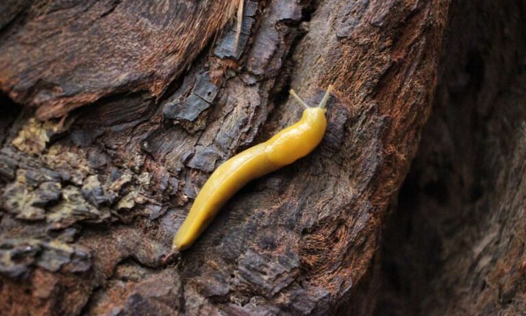 The Secrets Behind Dream About Slugs In House