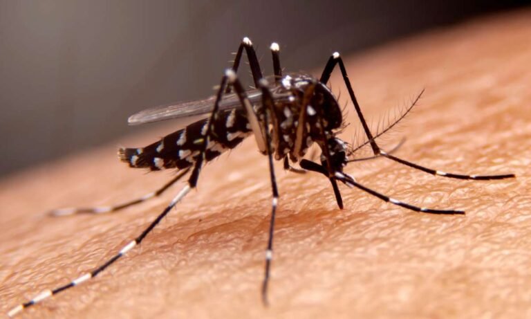Beyond The Buzz: Dreaming About Mosquitoes